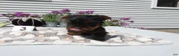 Yorkshire Terrier dogs for sale: Yorkshire Terrier 3 Tiny - Ad 5