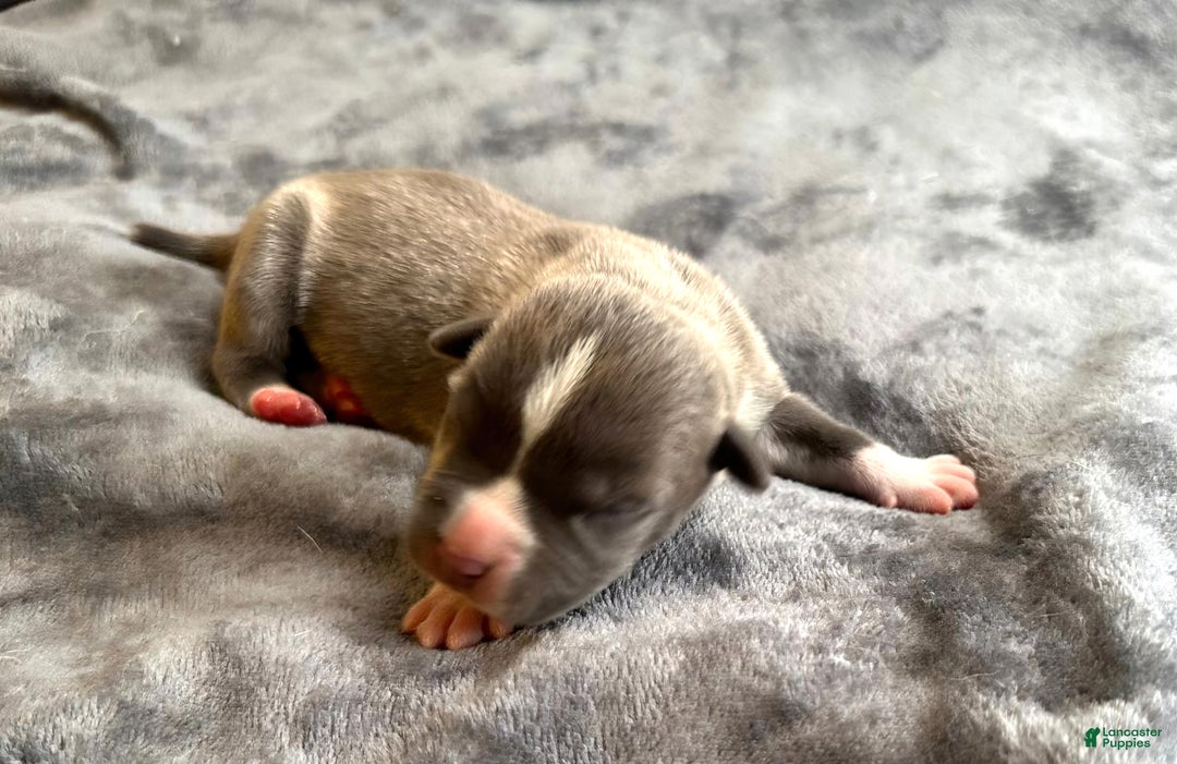 American Bully dogs for sale: "ICE CUBE" - Ad 15