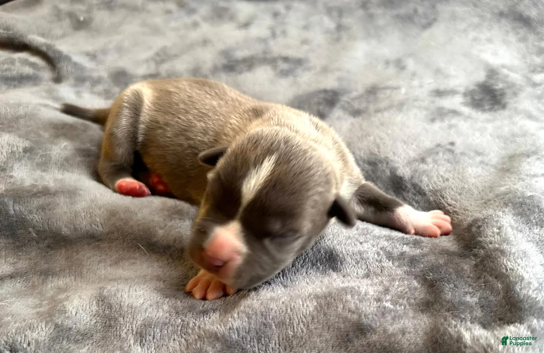 American Bully dogs for sale: "ICE CUBE" - Ad 15