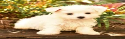 Maltese dogs for sale: Ryan - Ad 3