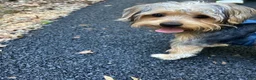 Yorkshire Terrier dogs for sale: Yorkshire Terrier 1 - Ad 4