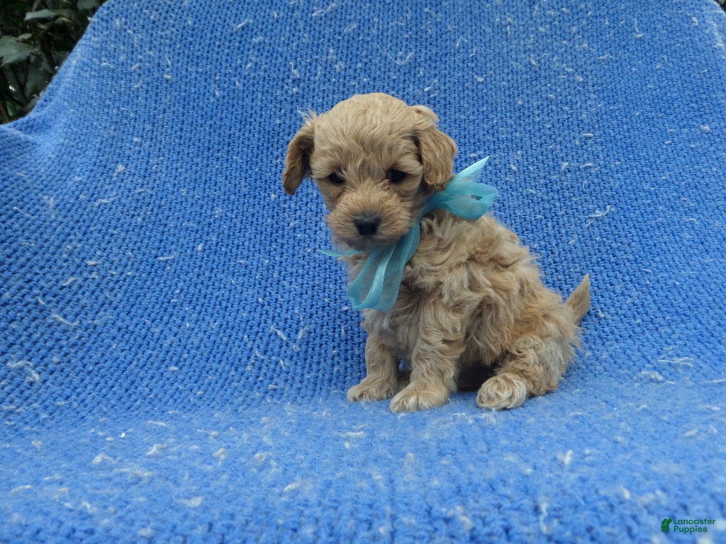 Maltipoo dogs Holt  - Ad 26