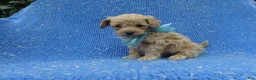 Maltipoo dogs for sale: Holt  - Ad 1