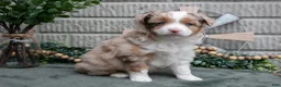 Miniature Australian Shepherd dogs for sale: Scarlet - Ad 2