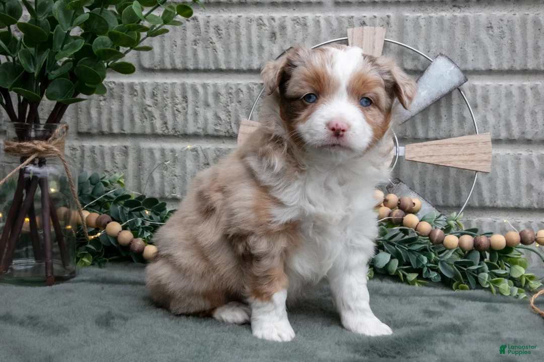 Miniature Australian Shepherd dogs for sale: Scarlet - Ad 2