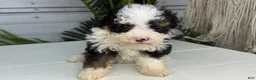 Mini Bernedoodle dogs for sale: Bear - Ad 2