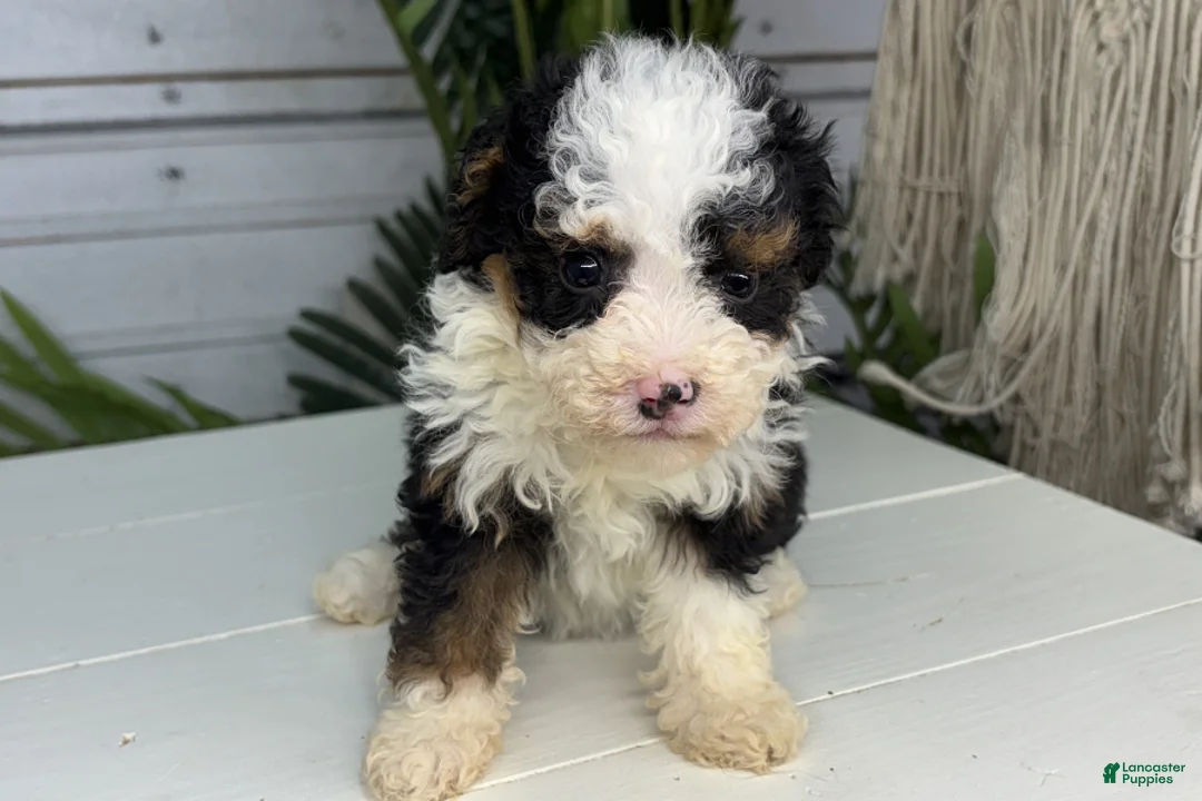 Mini Bernedoodle dogs for sale: Bear - Ad 2
