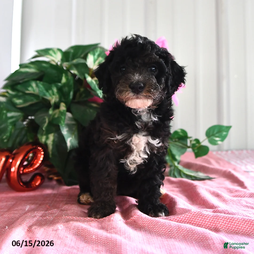 Miniature Poodle dogs for sale: Bessie - Ad 2