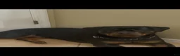 Rottweiler dogs for sale: Rottweiler 4 - Ad 2