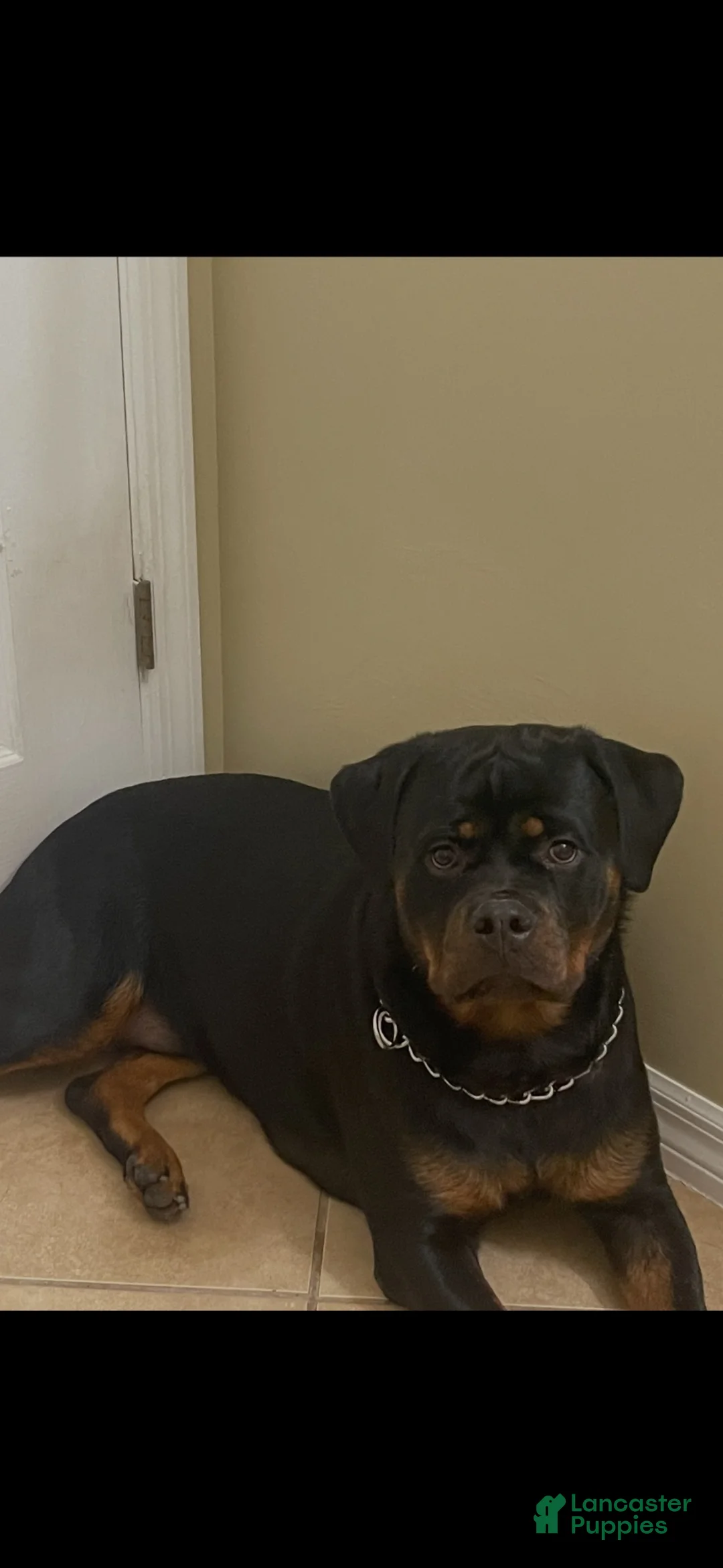 Rottweiler dogs for sale: Rottweiler 4 - Ad 2