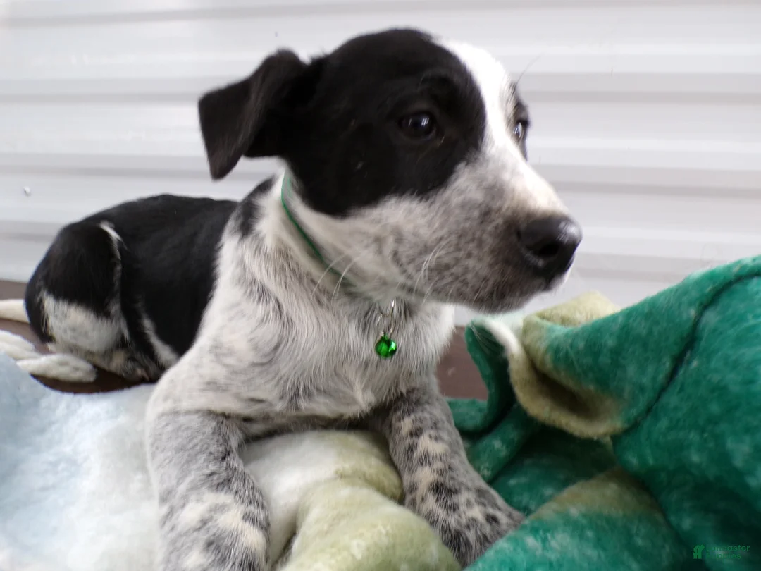 Border Terrier dogs for sale: Border Terrier Puppy 1 MARTY - Ad 2