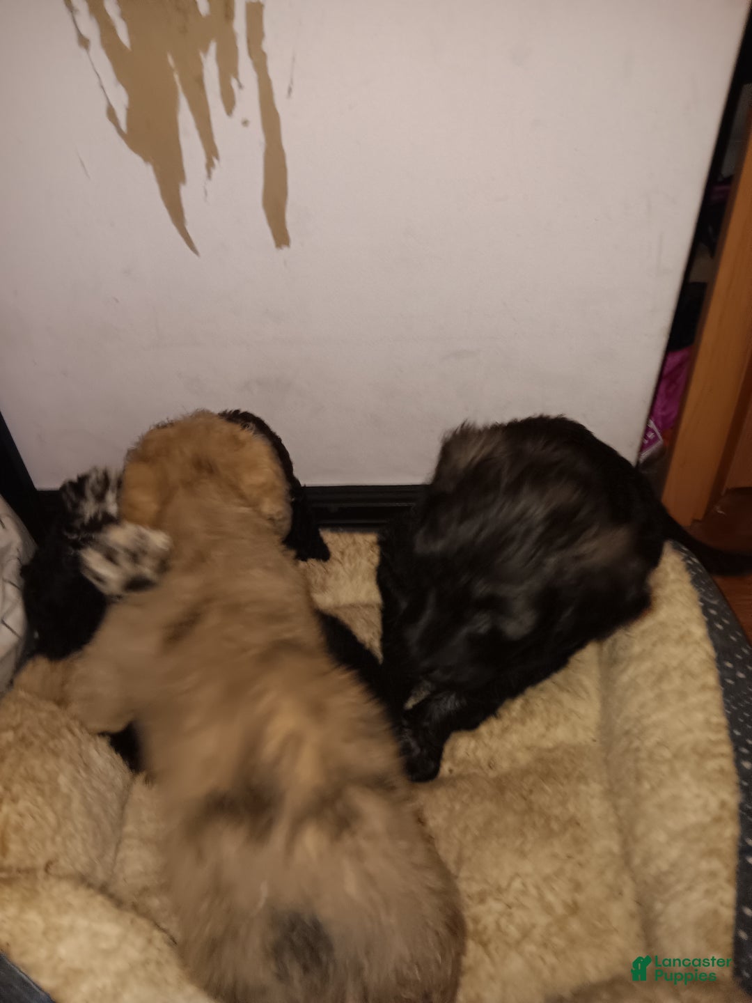 Labradoodle dogs for sale: Creamy mae - Ad 6