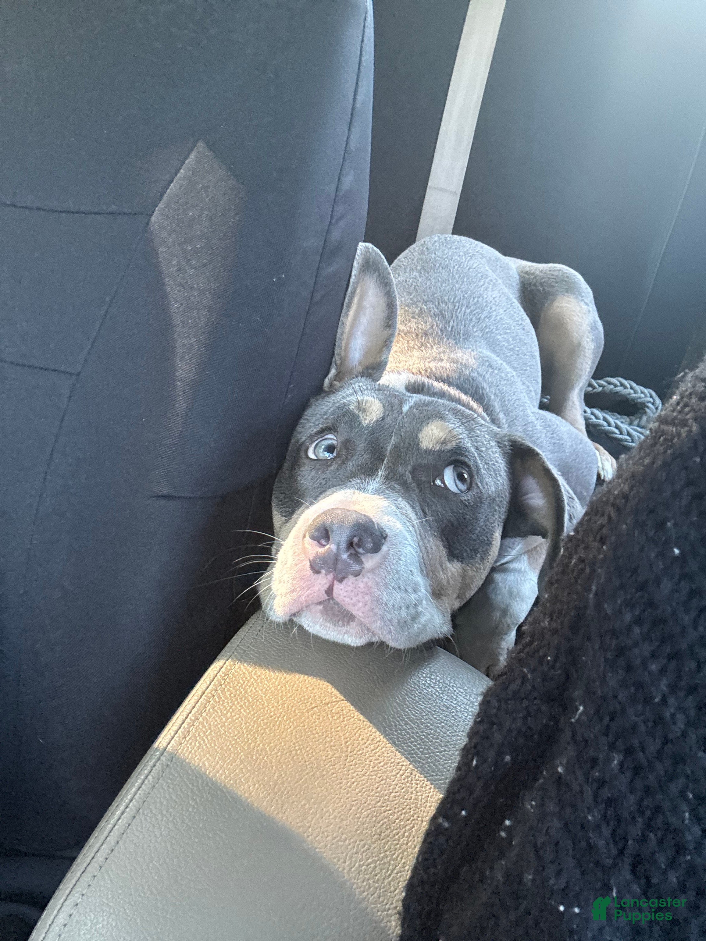 American Pit Bull Terrier dogs for sale: American Pit Bull Terrier Puppy 1 - Ad 6