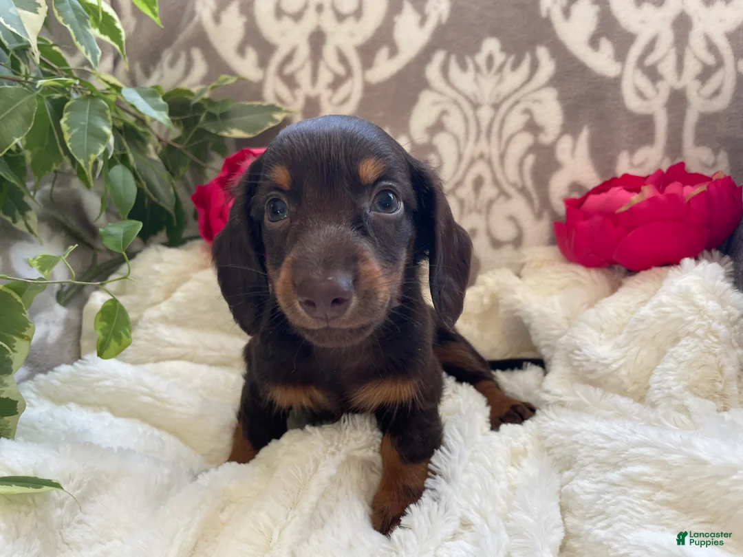 Miniature Dachshund dogs for sale: Conner - Ad 3