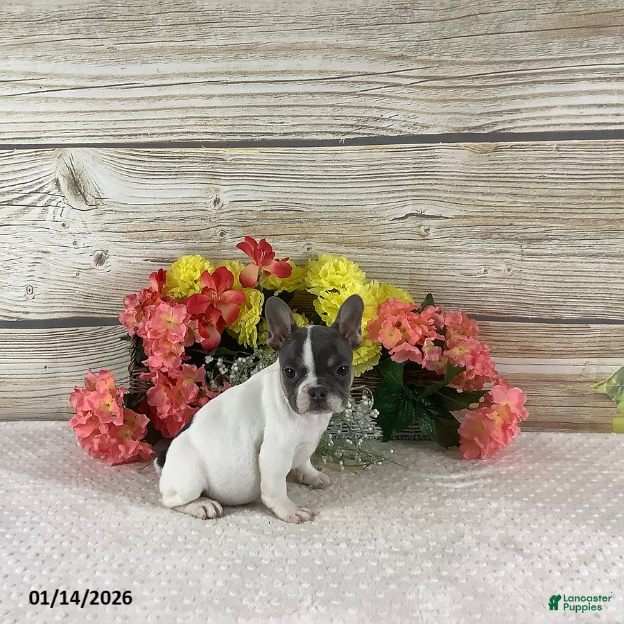 French Bulldog dogs Jane - Ad 30