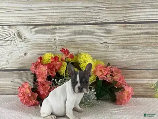 French Bulldog dogs Jane - Ad 30