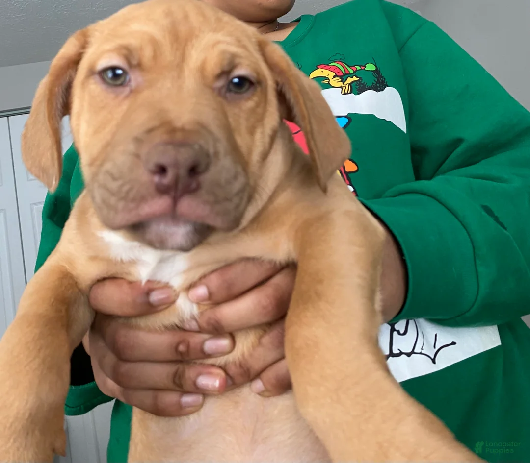 Mixed Breed dogs for sale: Mixed Breed Puppy 1 - Ad 1