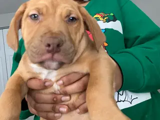 Mixed Breed dogs Mixed Breed Puppy 1 - Ad 41