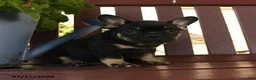 French Bulldog dogs for sale: Hamlet - Ad 3