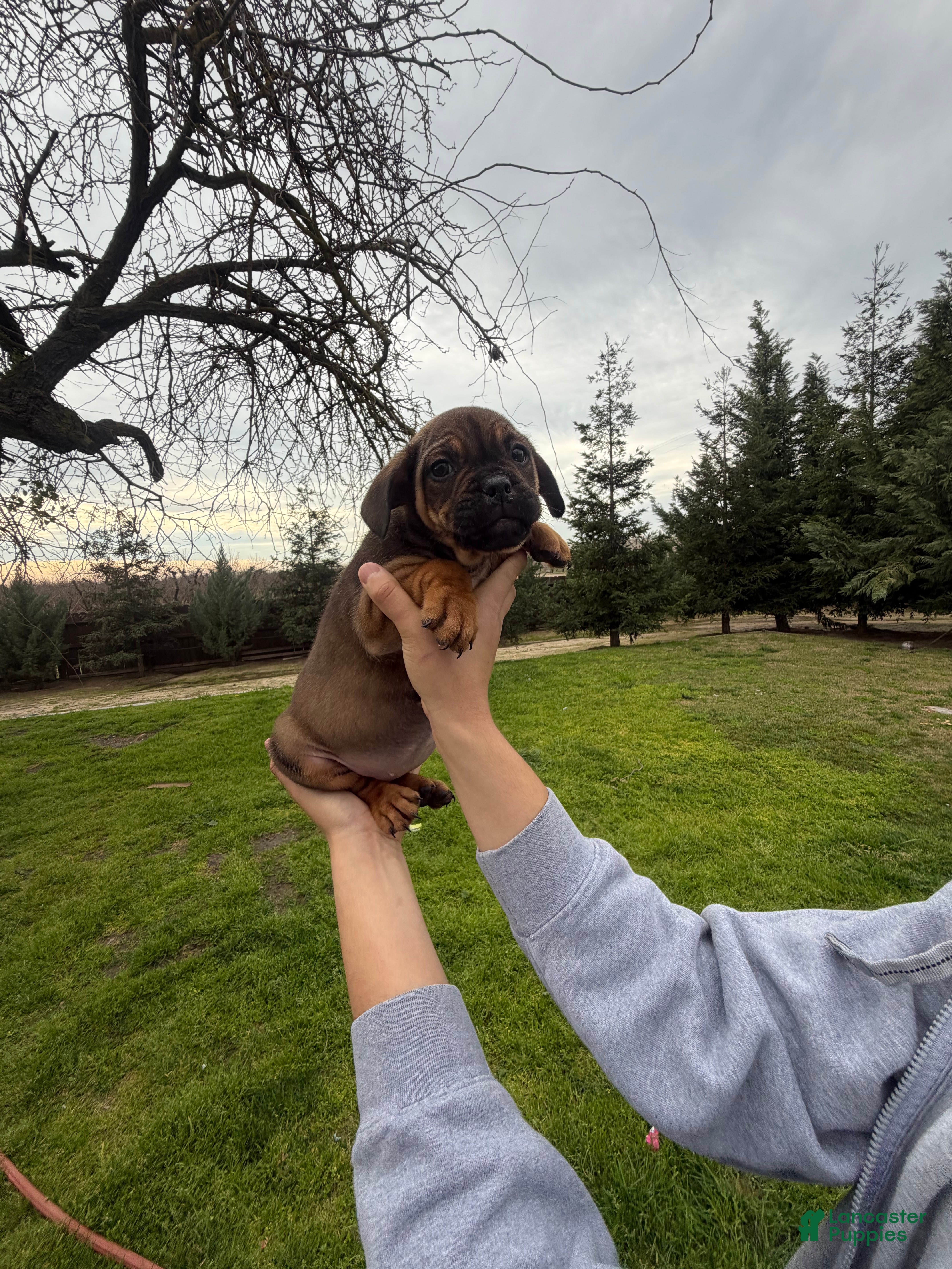 Mixed Breed dogs Mixed Breed Puppy 1 - Ad 30