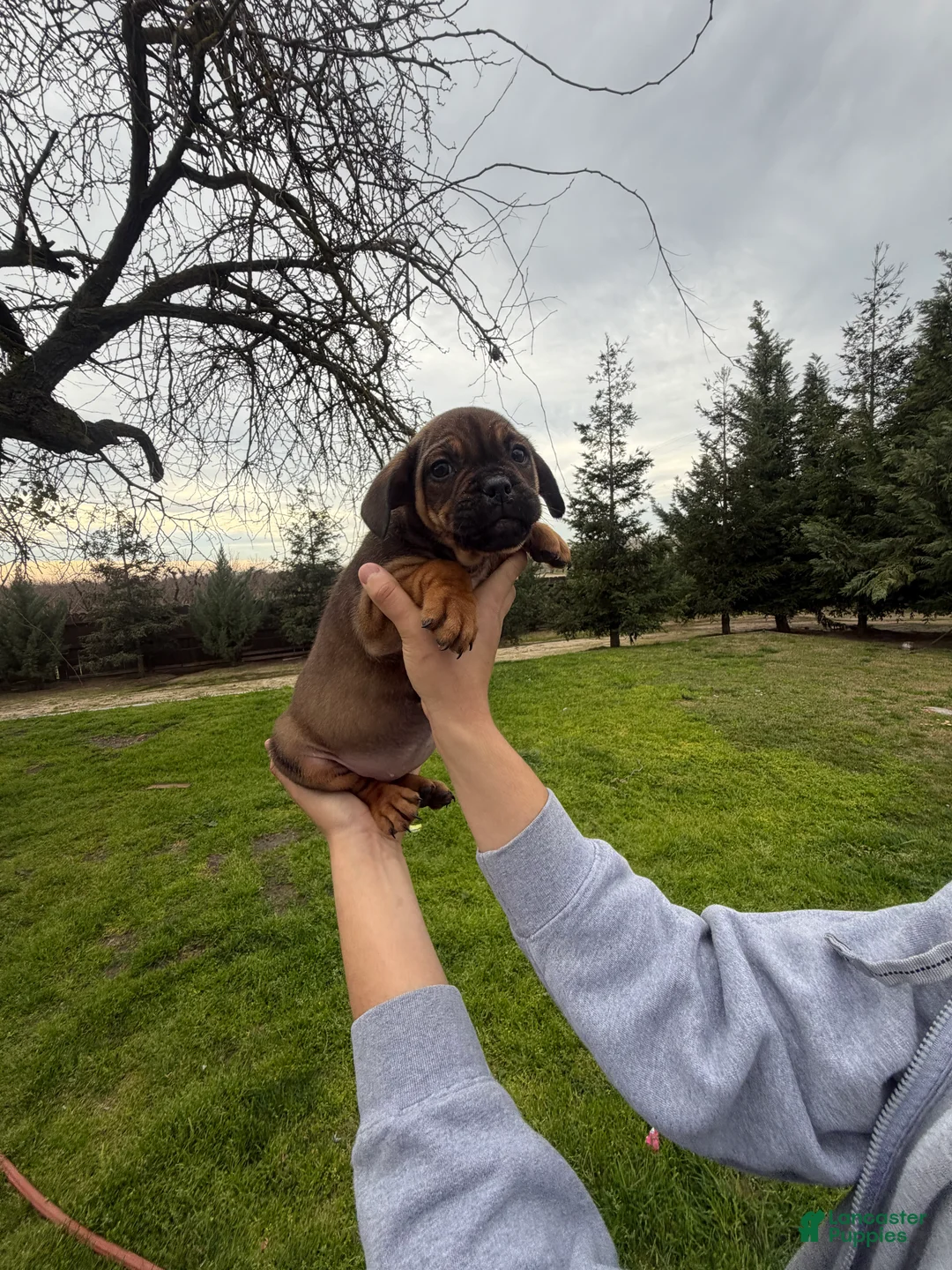 Mixed Breed dogs for sale: Mixed Breed Puppy 1 - Ad 1