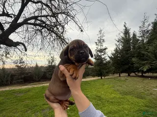 Mixed Breed dogs Mixed Breed Puppy 1 - Ad 30