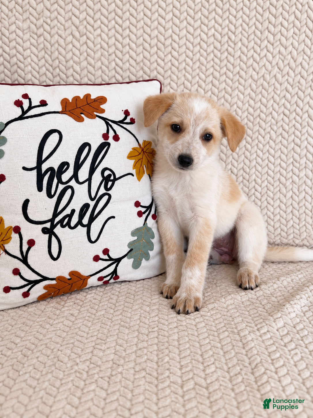 Australian Cattle Dog dogs Hattie - Ad 35