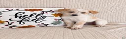 Australian Cattle Dog dogs for sale: Hattie - Ad 1
