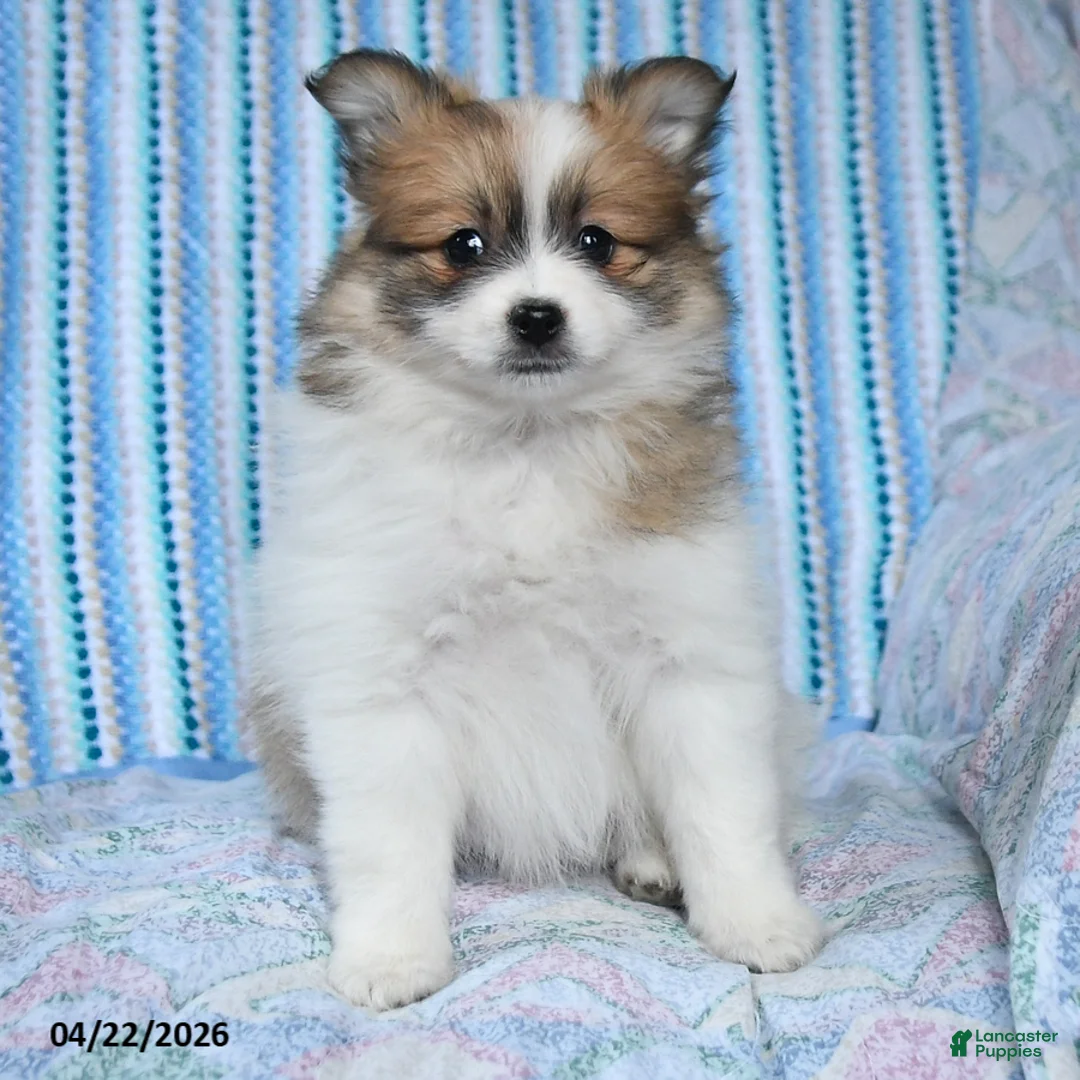 Pomsky dogs for sale: Ruby - Ad 2