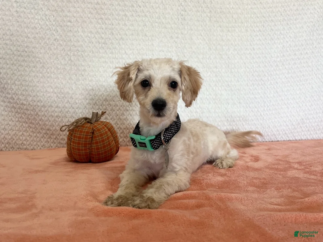 Havapoo dogs for sale: Lady - Ad 2