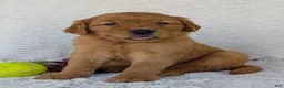 Golden Retriever dogs for sale: Porter  - Ad 13