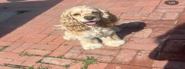 Charlie 