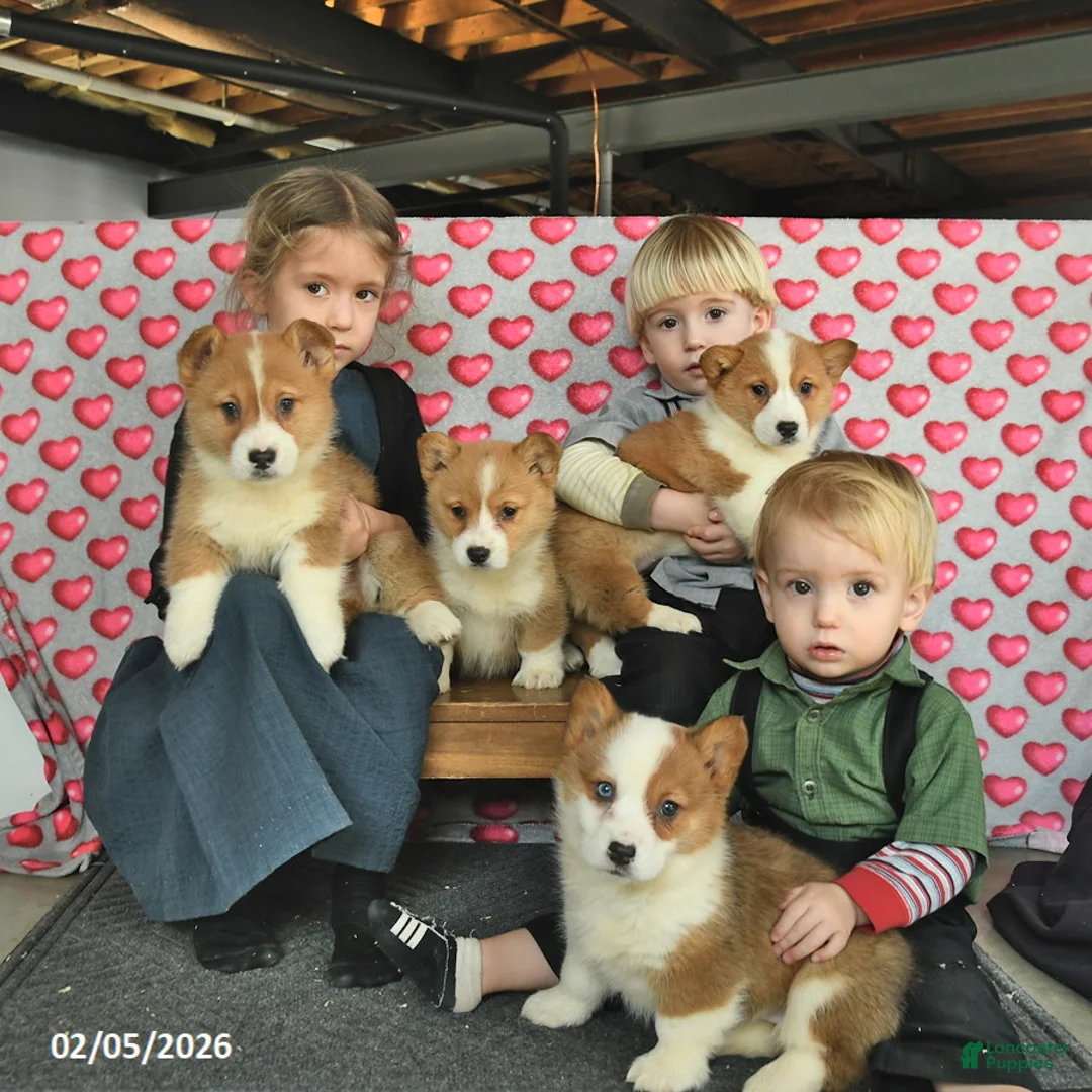 Welsh Corgi Pembroke dogs for sale: Pearl  - Ad 5