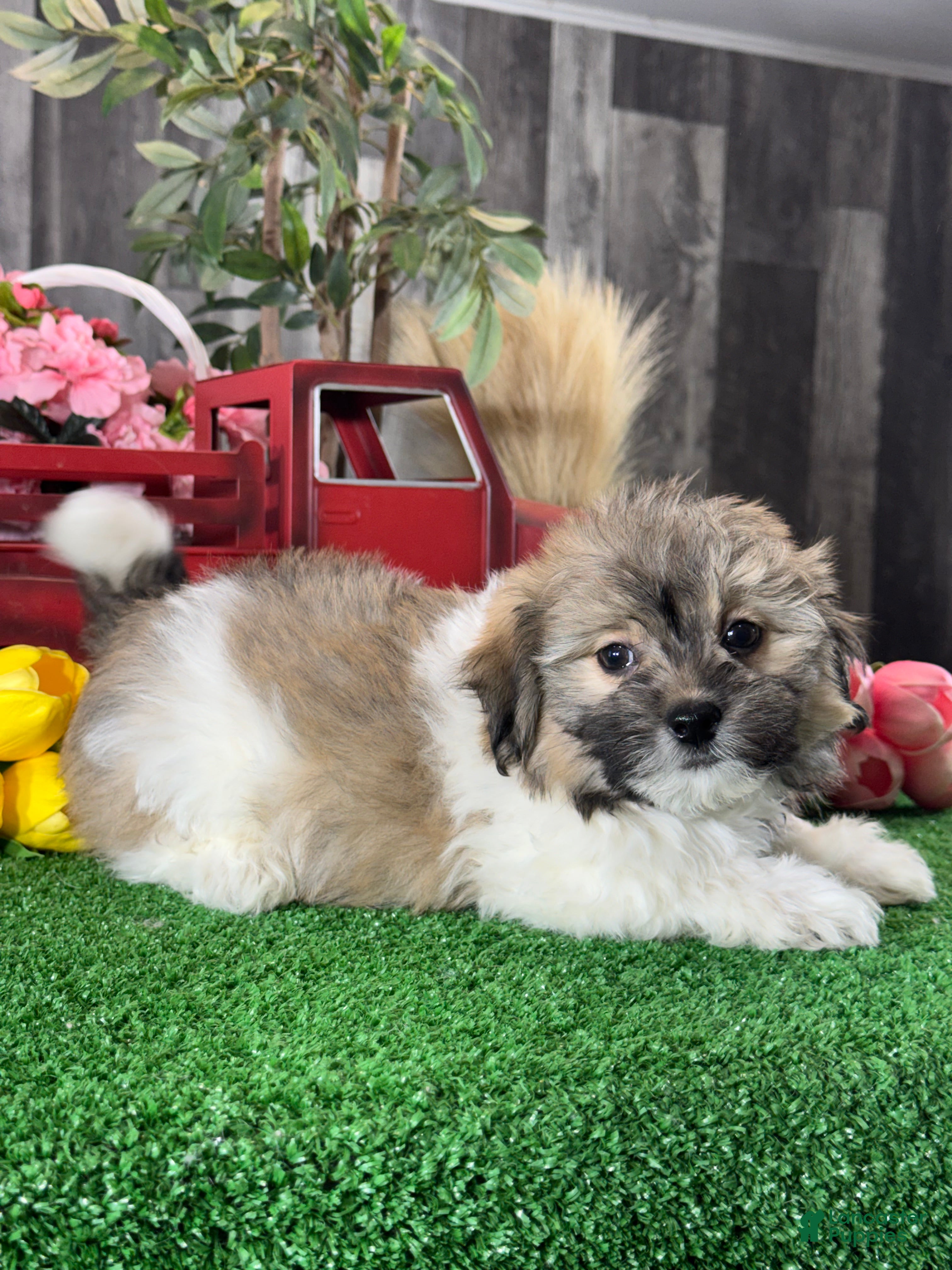 Havanese dogs Hiro - Ad 27