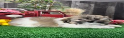 Havanese dogs for sale: Hiro - Ad 1