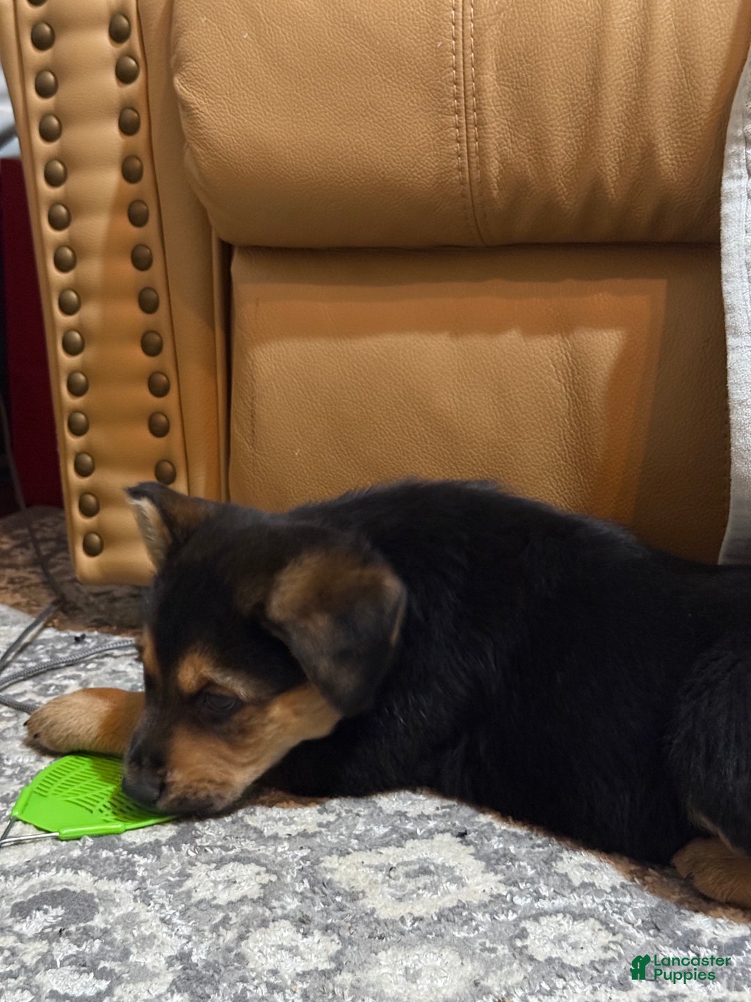 Mixed Breed dogs for sale: Mixed Breed Puppy 6 - Ad 20