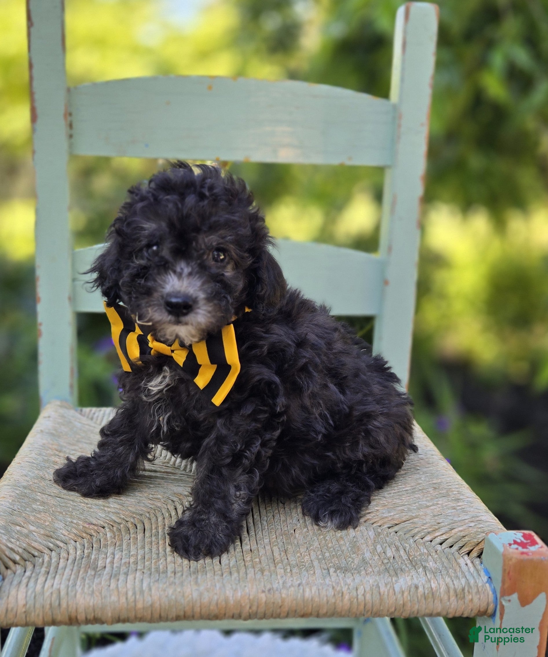 Miniature Poodle dogs Carter - Ad 1