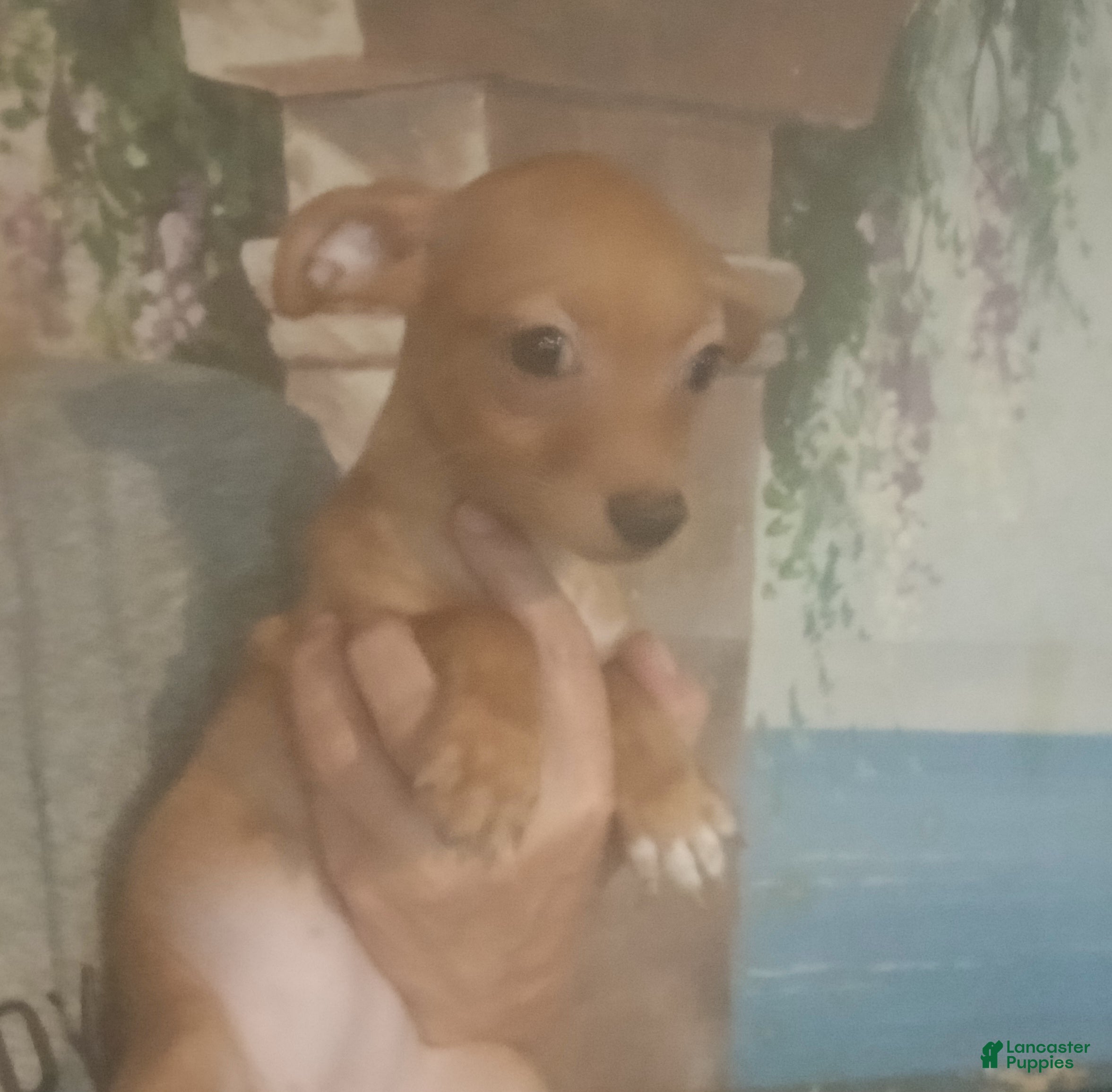 Chihuahua dogs Red fawn girl. Hand delivery  - Ad 13
