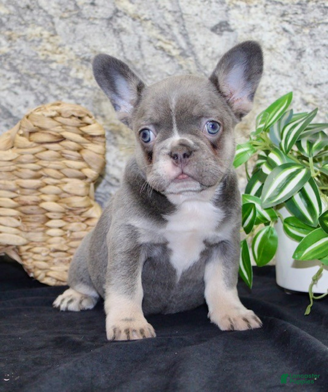 French Bulldog dogs for sale: Sophia - Ad 4