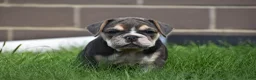 Beabull dogs for sale: Gigi - Ad 5