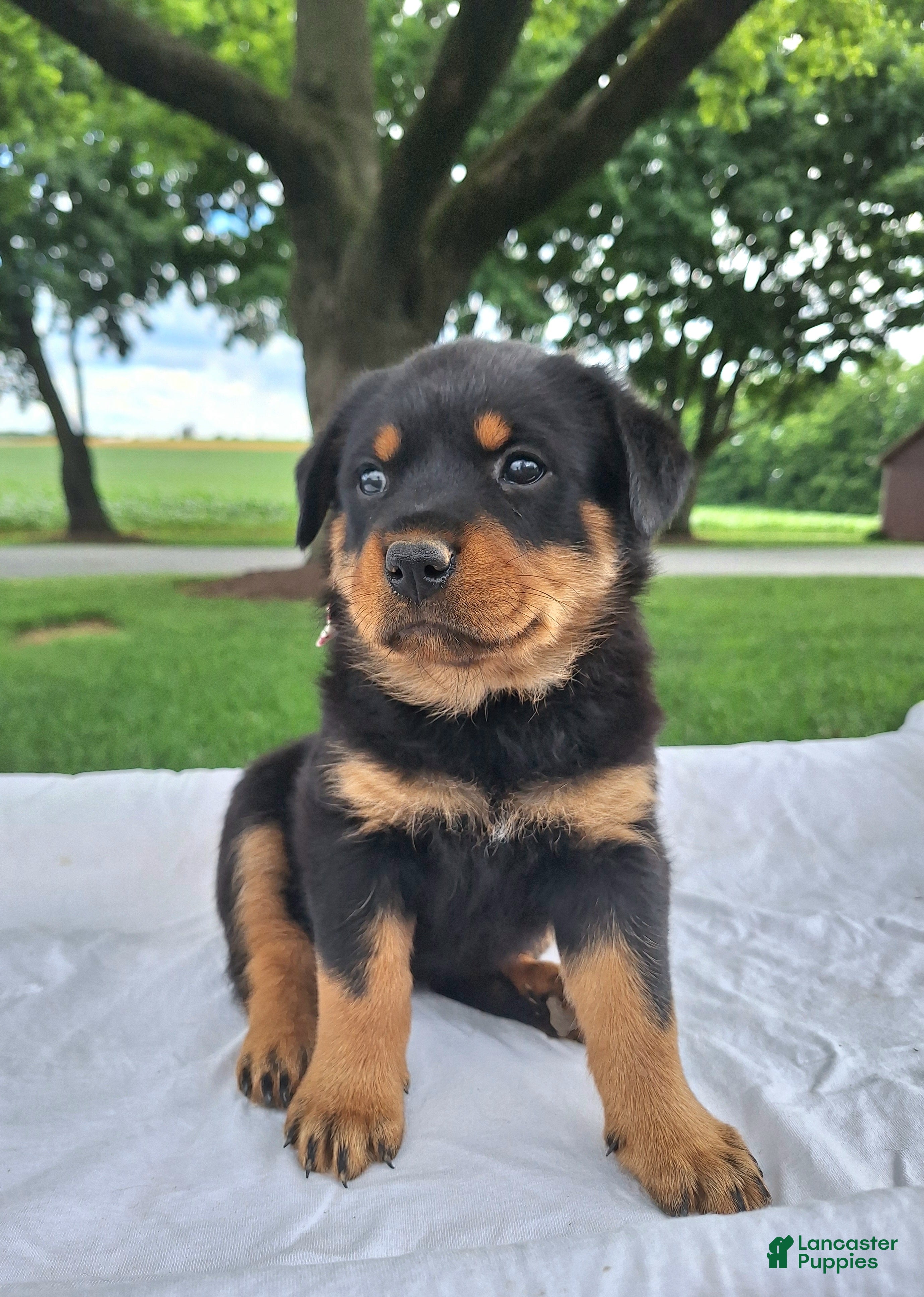 Rottweiler dogs Betsy - Ad 1