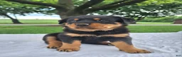 Rottweiler dogs for sale: Betsy - Ad 1