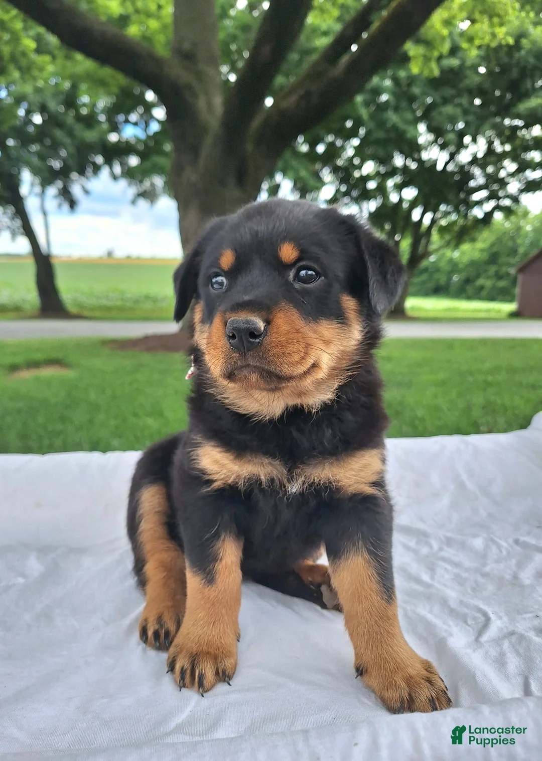 Rottweiler dogs for sale: Betsy - Ad 1