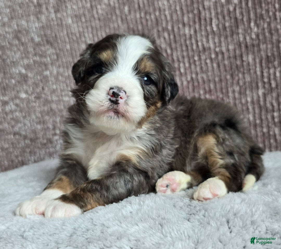 Mini Bernedoodle dogs for sale: Mini Archie - Ad 2