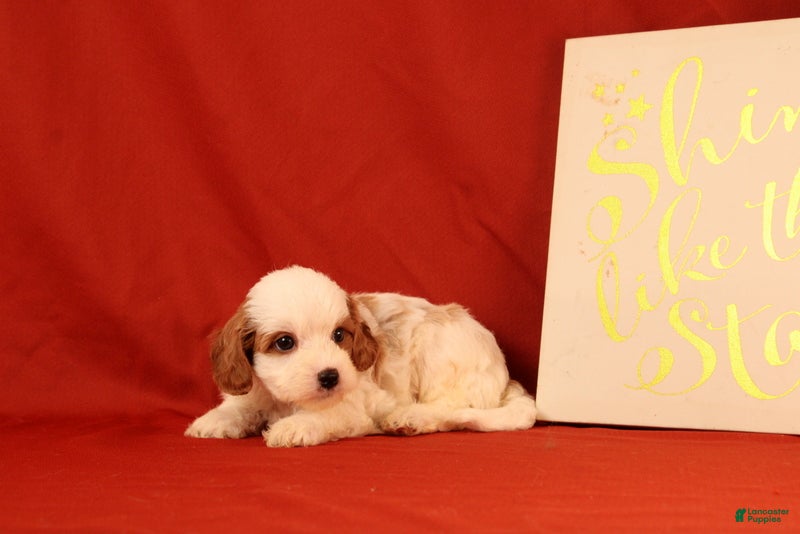 Cavapoo dogs Groff - Ad 1