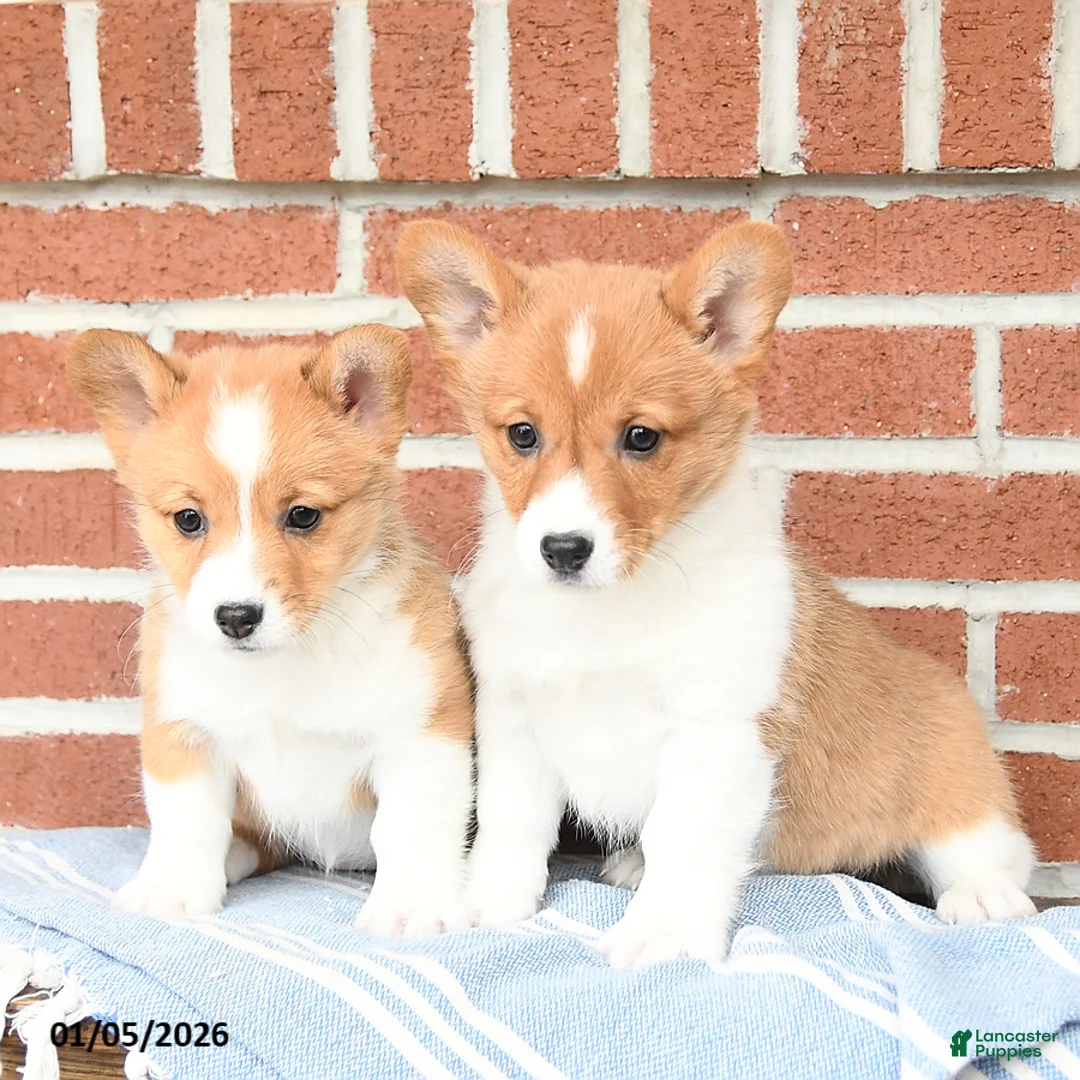 Welsh Corgi Pembroke dogs for sale: Eclipse - Ad 15