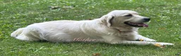 Golden Retriever dogs for sale: Jep - Ad 5