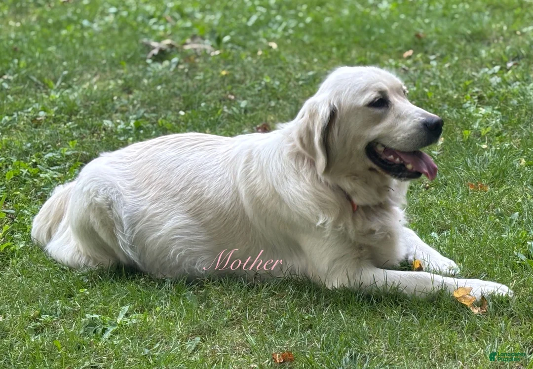 Golden Retriever dogs for sale: Jep - Ad 5