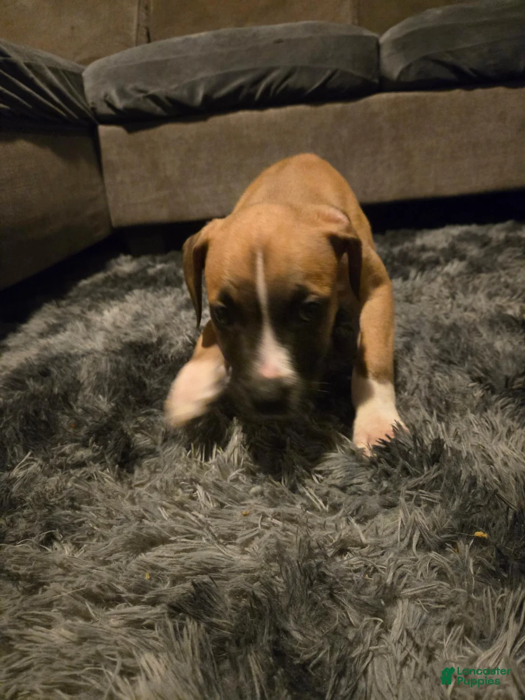 American Pit Bull Terrier dogs for sale: American Pit Bull Terrier 1 - Ad 2