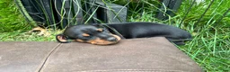 Miniature Pinscher dogs for sale: Miniature Pinscher 2 ( clementine ) - Ad 7